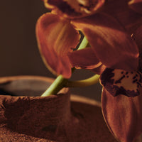 Close-up of elegant orange orchids with striking dark purple accents against a muted brown background.