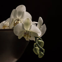 Elegant white orchids with subtle green stems, beautifully displayed against a dark background.