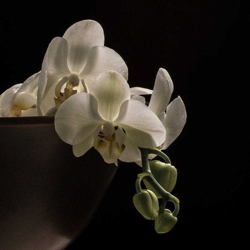 Elegant white orchids with subtle green stems, beautifully displayed against a dark background.