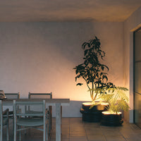 Indoor scene with soft beige walls, grey chairs, and vibrant green potted plants illuminated by warm light.