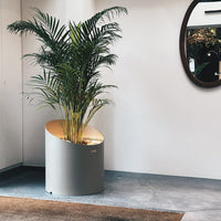 Gray circular planter with a golden rim, featuring lush green palm leaves, set against a minimalist backdrop.