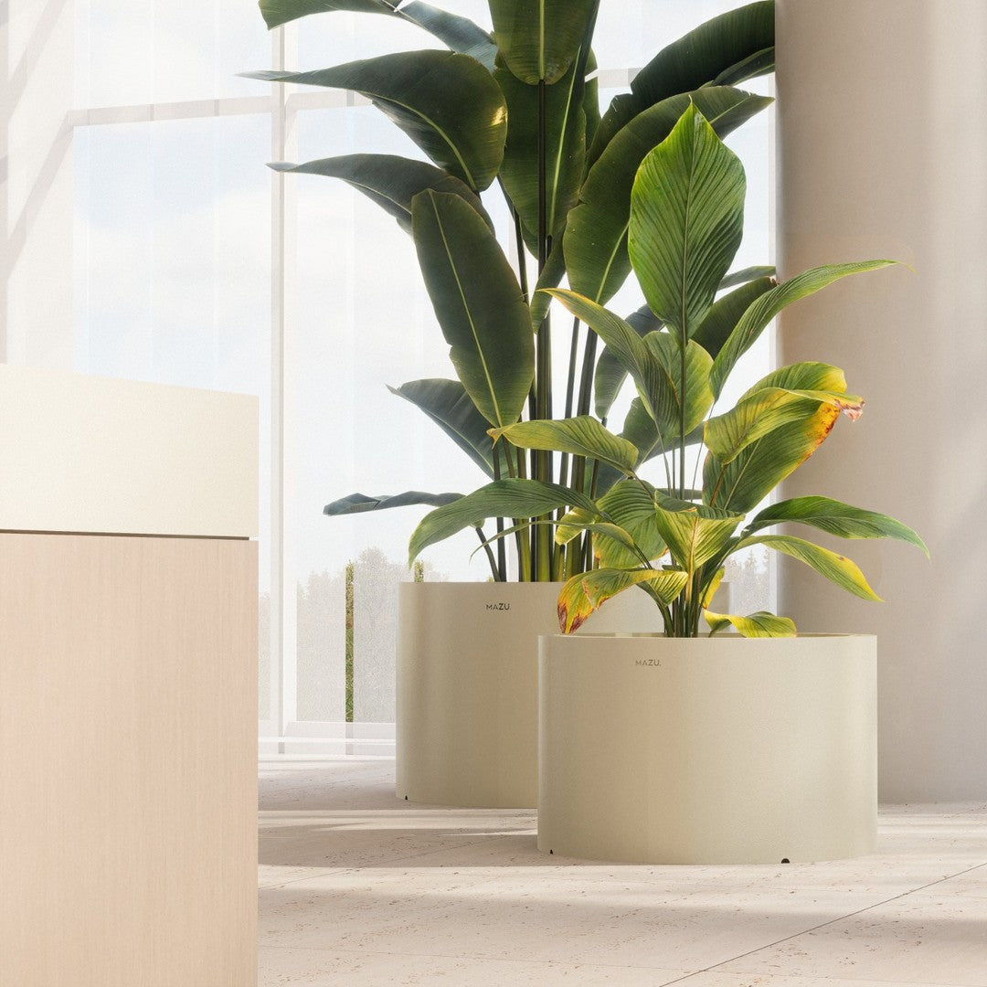 "Large green plant leaves in soft cream modern pots, set against a bright, minimalistic indoor backdrop."