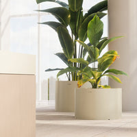 "Large green plant leaves in soft cream modern pots, set against a bright, minimalistic indoor backdrop."