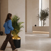 Modern interior featuring neutral tones, a vibrant green palm plant, and earthy brown accents in a minimalist setting.