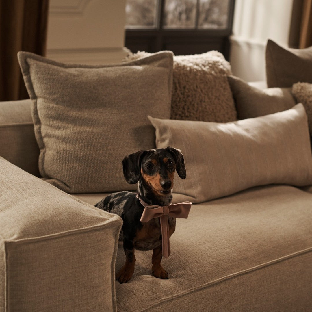 "Cozy beige sofa with soft textured cushions and a cute dog wearing a bow, featuring neutral earth tones."