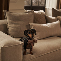 "Cozy beige sofa with soft textured cushions and a cute dog wearing a bow, featuring neutral earth tones."