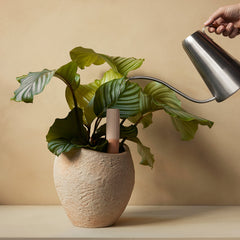 Hydrous Watering Can