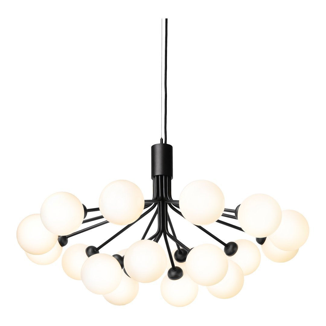 Apiales 18 Chandelier