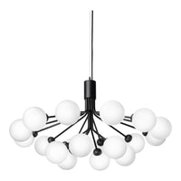 Apiales 18 Chandelier
