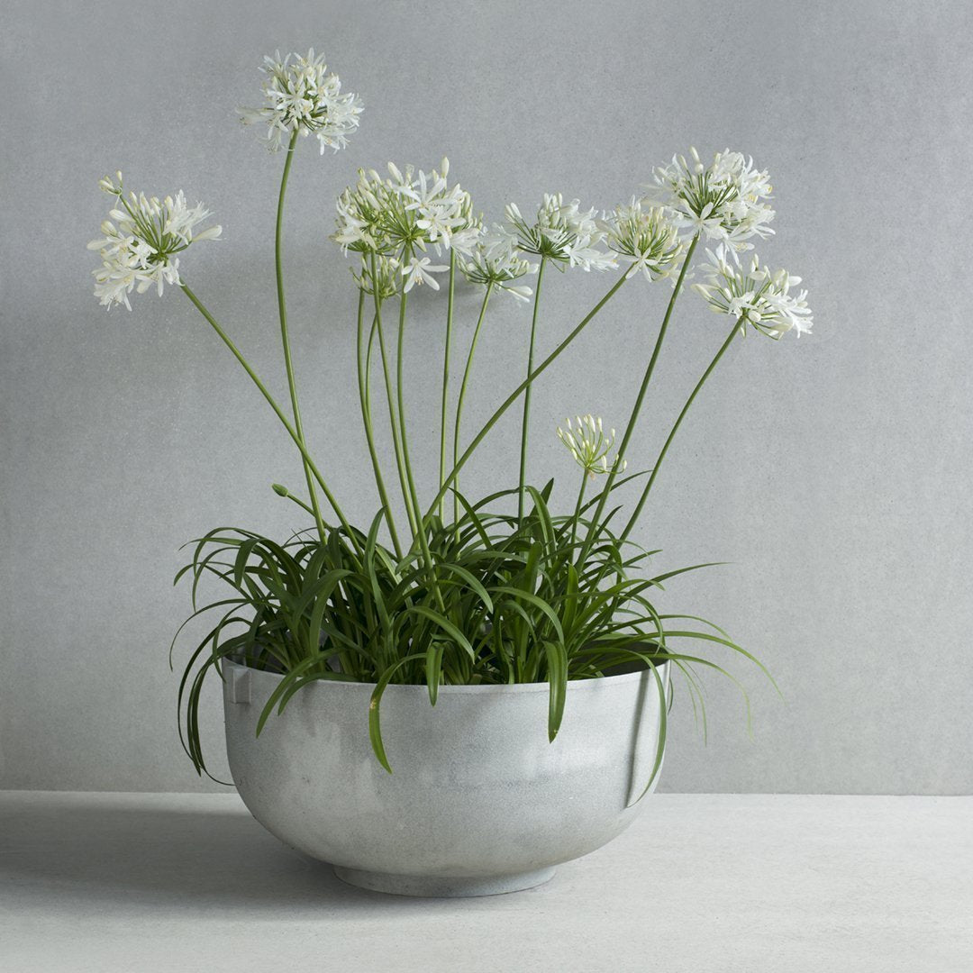 White flowers with green stems in a sleek silver bowl, set against a soft gray background.