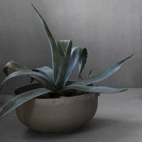 Agave plant with blue-green leaves in a sleek metallic pot against a gray background. Contemporary and minimalistic design.