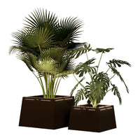 "Green tropical plants with lush, feathery leaves in sleek dark planters, featuring varying shades of green."