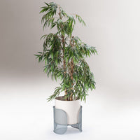 Green leafy plant in a white ceramic pot with a gray mesh base, showcasing a modern and minimalistic design.