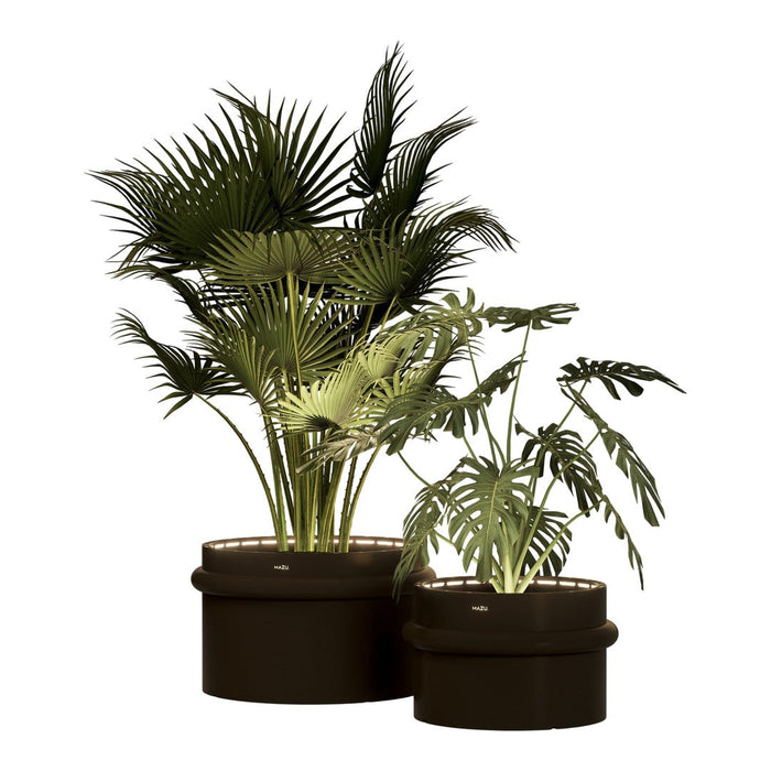 "Two lush green potted plants with varying leaf shapes and sizes, set in sleek black pots."