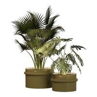 "Green tropical plants in olive ceramic pots with varied leaf shapes and textures."