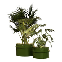 "Green potted plants with diverse leaf patterns, featuring lush, tropical foliage in varying shades of green."