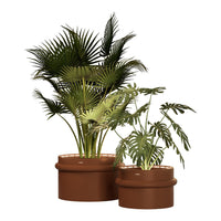 Lush green plants in textured brown pots, featuring bold fronds and intricate leaf patterns for vibrant decor.