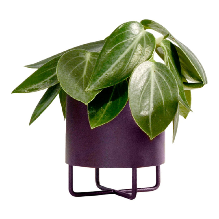 Green leafy plant in a sleek black pot with a modern wire stand. Bright and vibrant foliage for stylish decor.