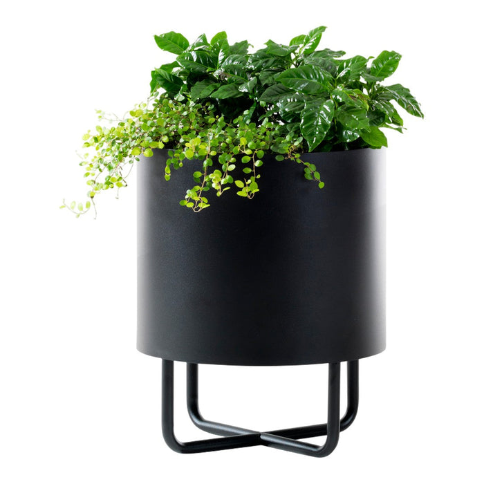 Black planter with glossy finish and vibrant green foliage, featuring trailing light green plants for a fresh look.