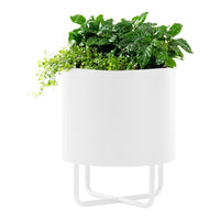 White cylindrical planter with glossy finish, featuring vibrant green foliage and cascading light green vines.