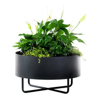 Black round planter with vibrant green foliage and delicate white flowers, set on a sleek black metal stand.