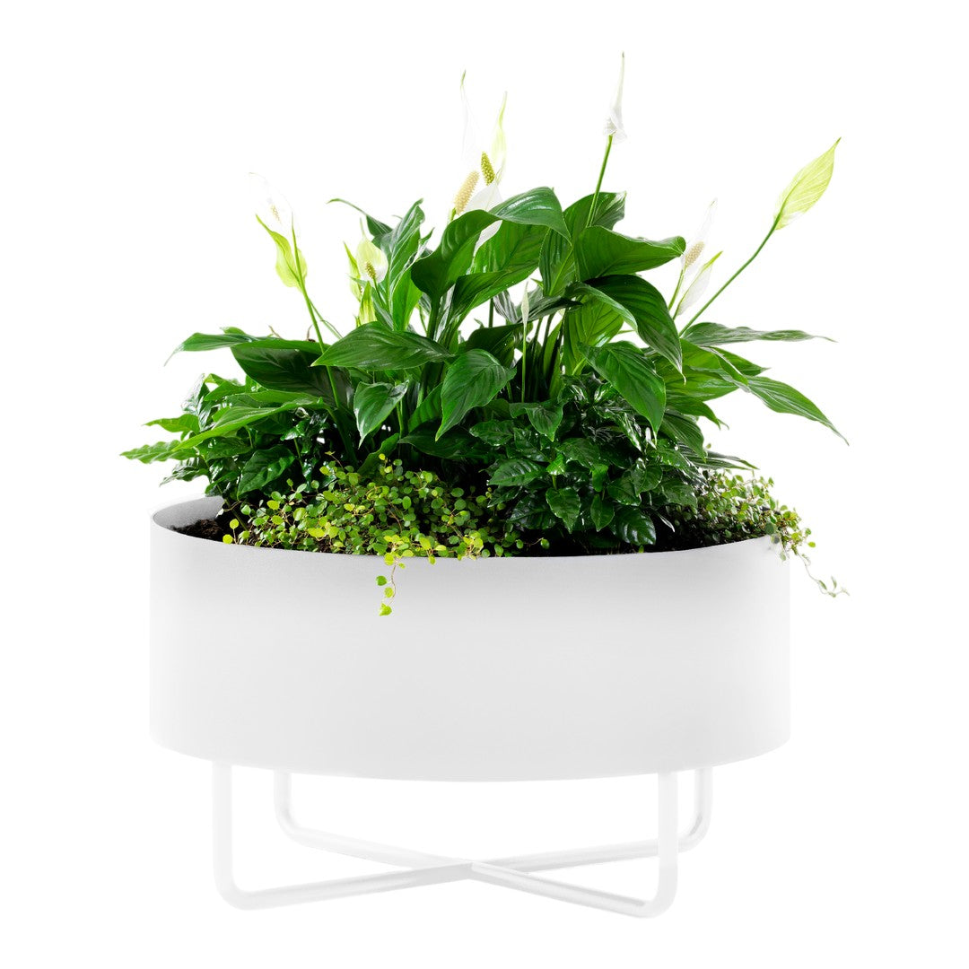 White planter with lush green plants and delicate white flowers, featuring a minimalist round design.