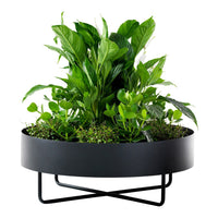 "Black planter with lush green leaves and vibrant plant patterns for modern indoor decor."