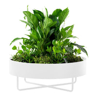 Green leafy plants in a sleek white planter, showcasing vibrant shades of green against a minimalist design.
