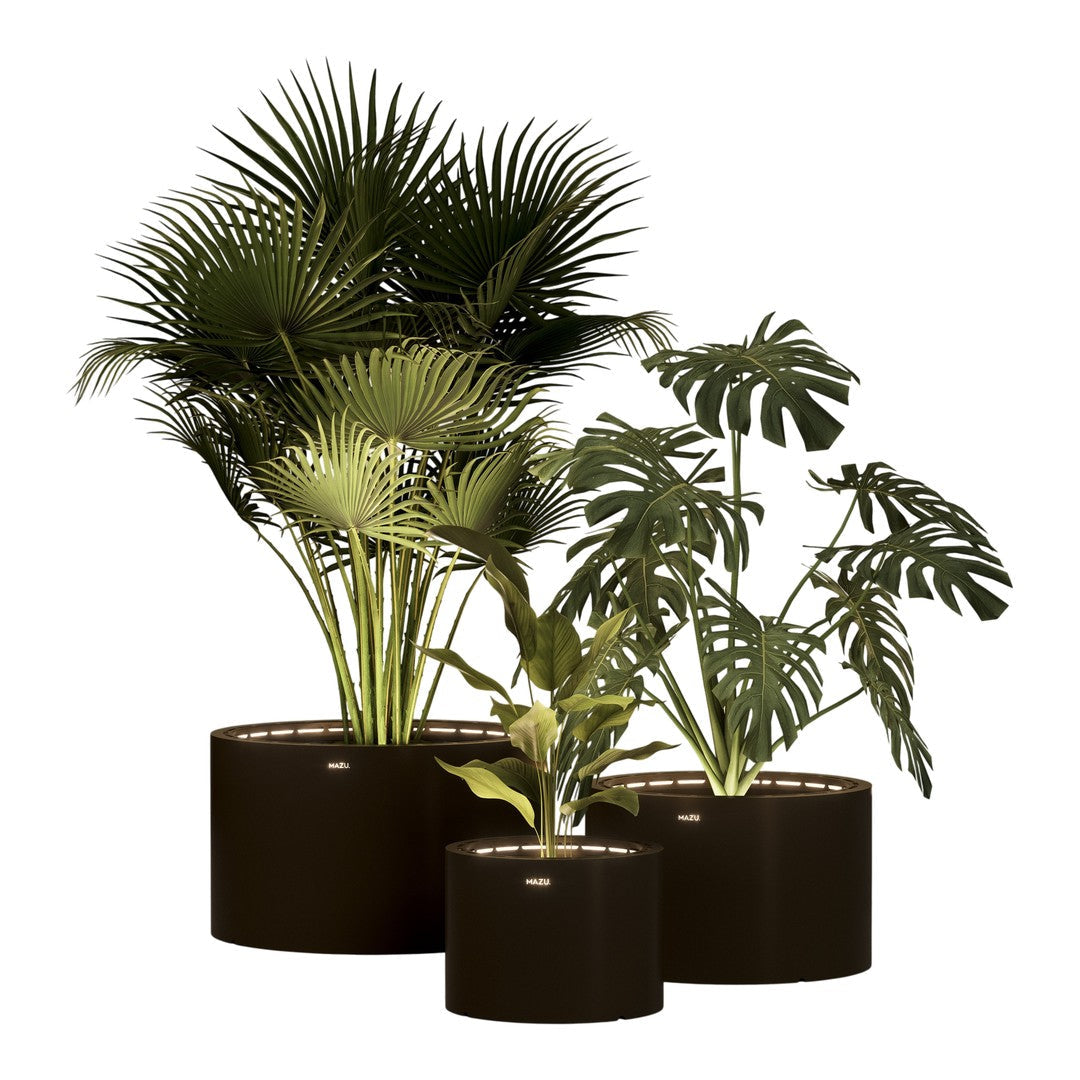 "Vibrant green tropical plants in sleek black pots, showcasing a mix of lush textures and patterns."