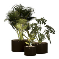 "Vibrant green tropical plants in sleek black pots, showcasing a mix of lush textures and patterns."
