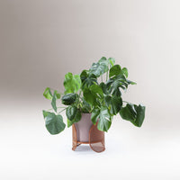 Lush green Monstera plant in a minimalist brown planter, showcasing vibrant leaves against a soft beige background.